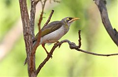 Yellow-throated Miner